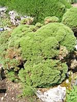 Genet herisson - Echinospartum Horridum (fam. Papilionacees)(Pyrenees) (04) (Photo F. Mrugala)